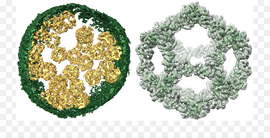 La Universidad De Utah，Bioquímica PNG