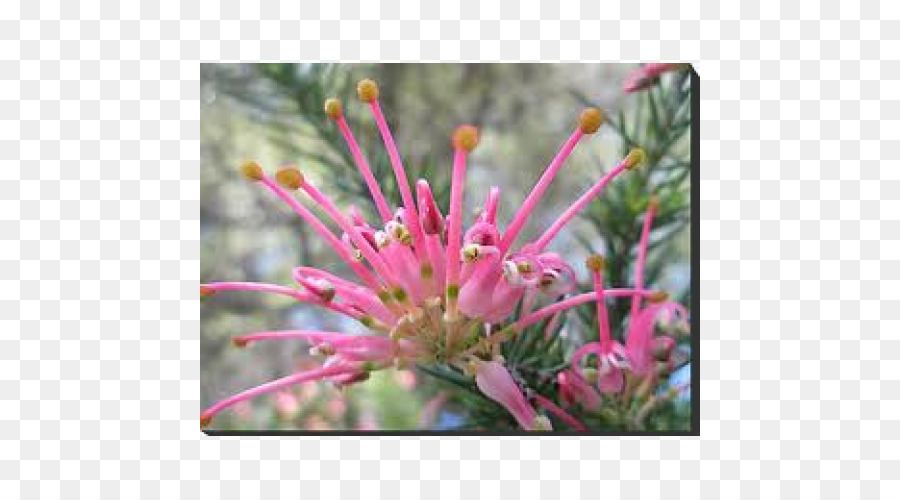 La Flor De La Araña，Pétalo PNG