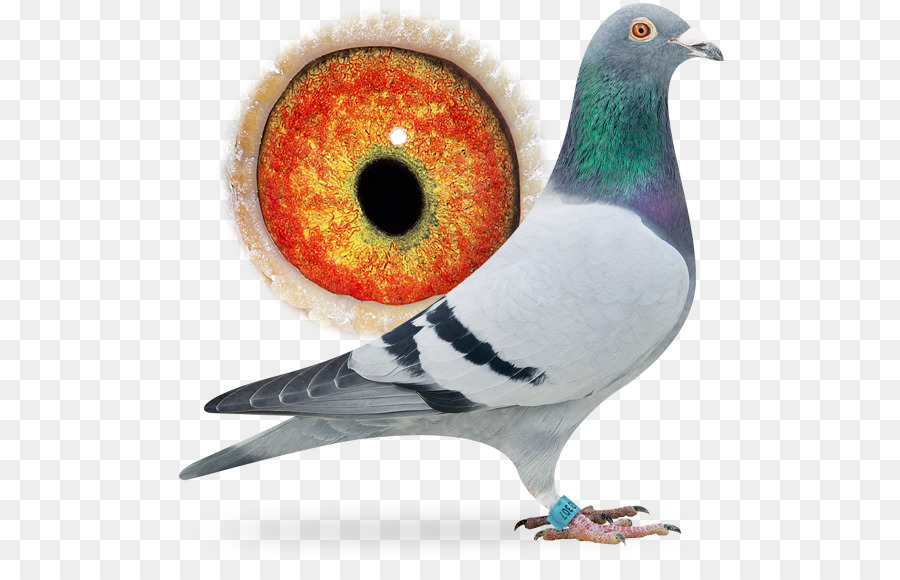 Carreras De Homero，Columbidae PNG