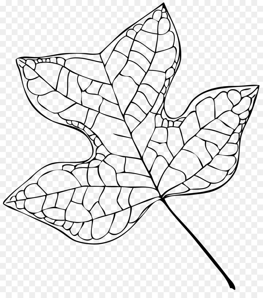 Liriodendron Tulipifera，árbol PNG