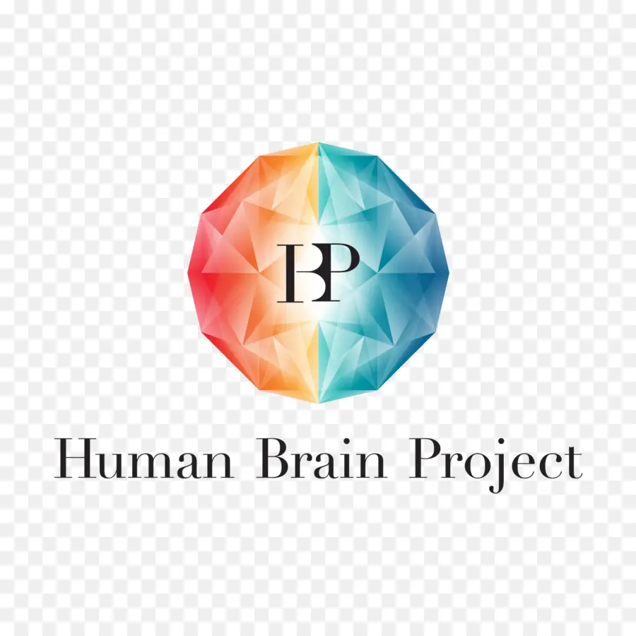 Proyecto De Cerebro Humano，Cerebro PNG