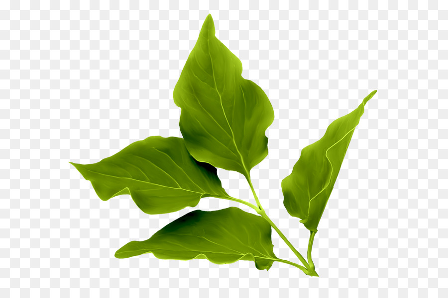 Hoja，Tallo De La Planta PNG