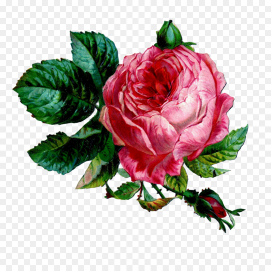 Flores Rosadas，Florecer PNG