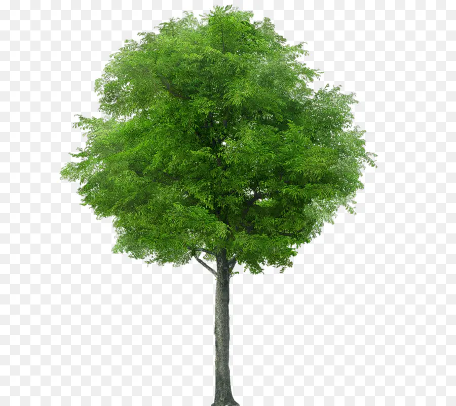 árbol，Iconos De Equipo PNG