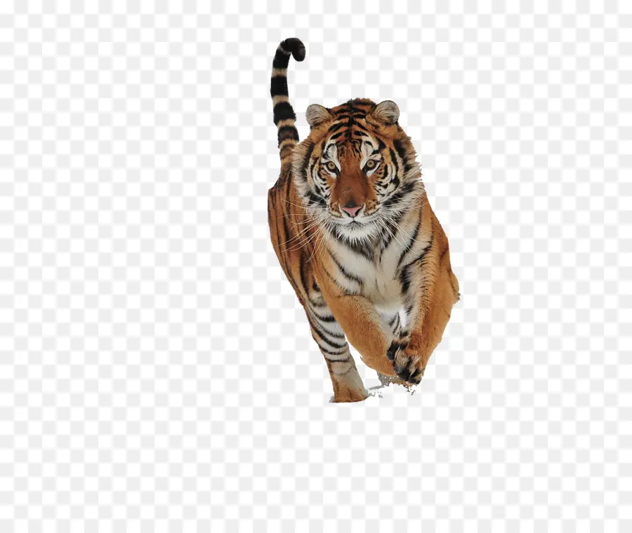 Tigre Saltando，Salvaje PNG