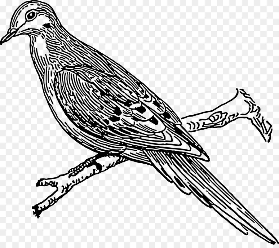 Dibujo De Aves，En Blanco Y Negro PNG