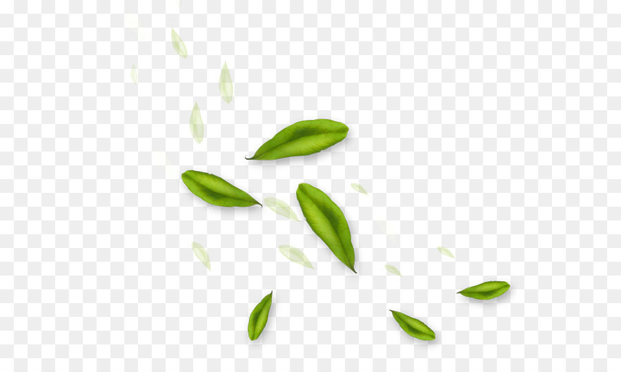 Hojas Verdes，Planta PNG