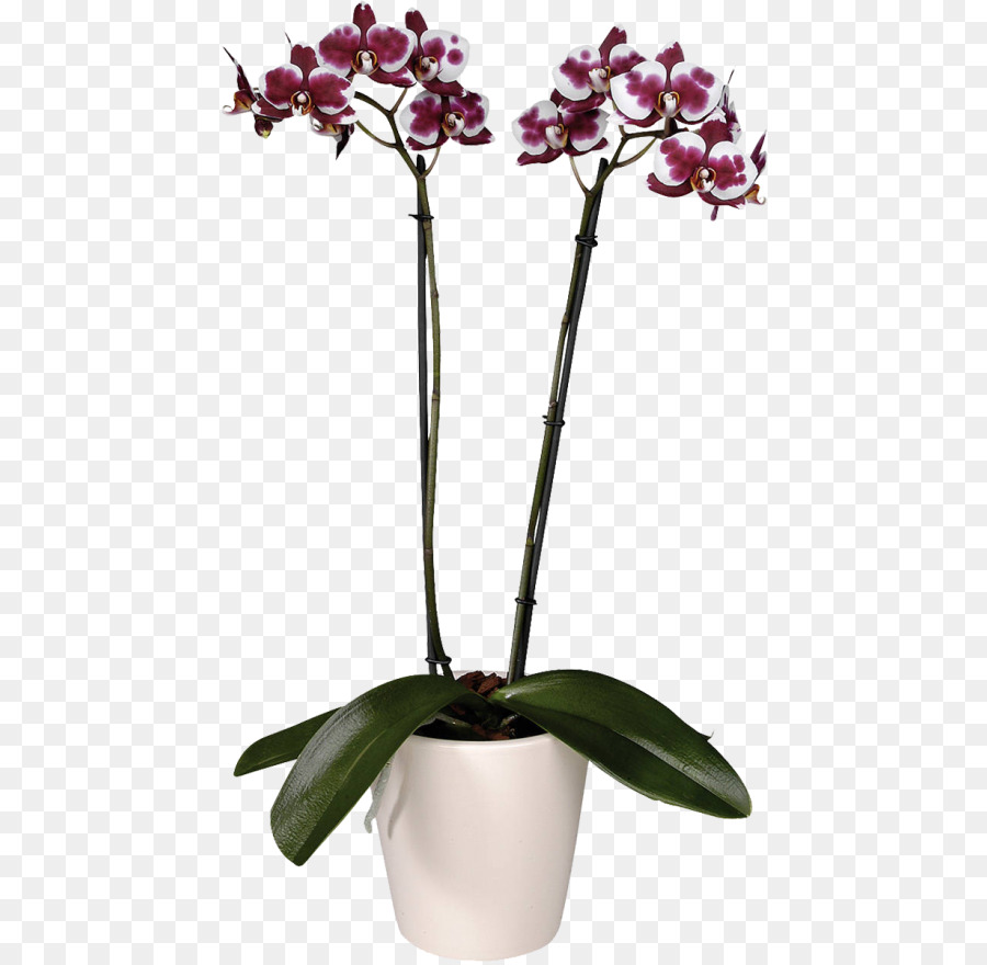 Orquídeas De Polilla，Orquídeas PNG