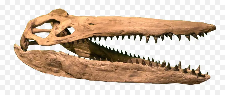 Plesiosauria，Cretácico Tardío PNG