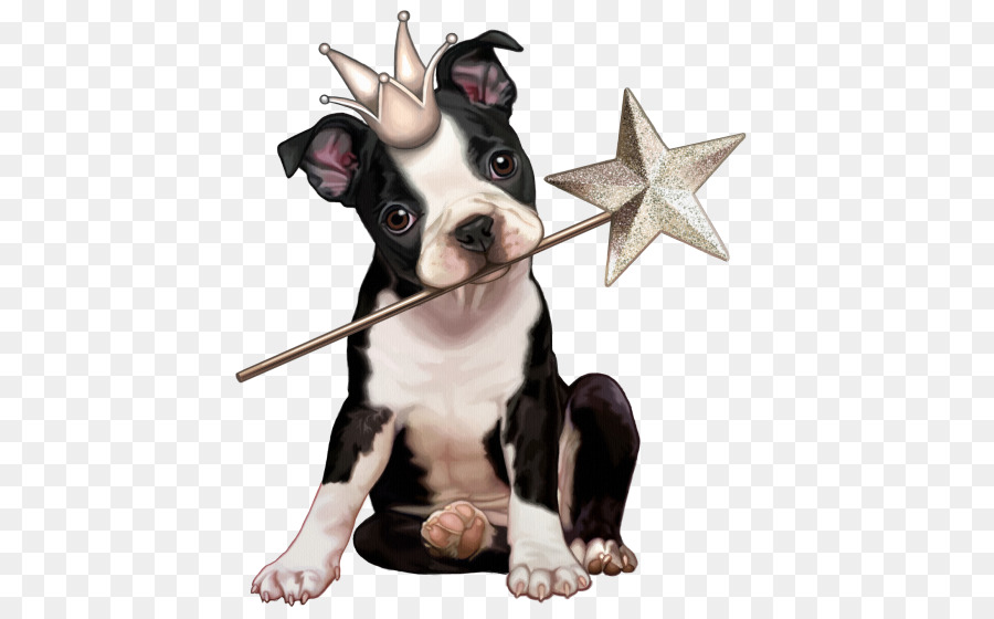 Cachorro，Boston Terrier PNG