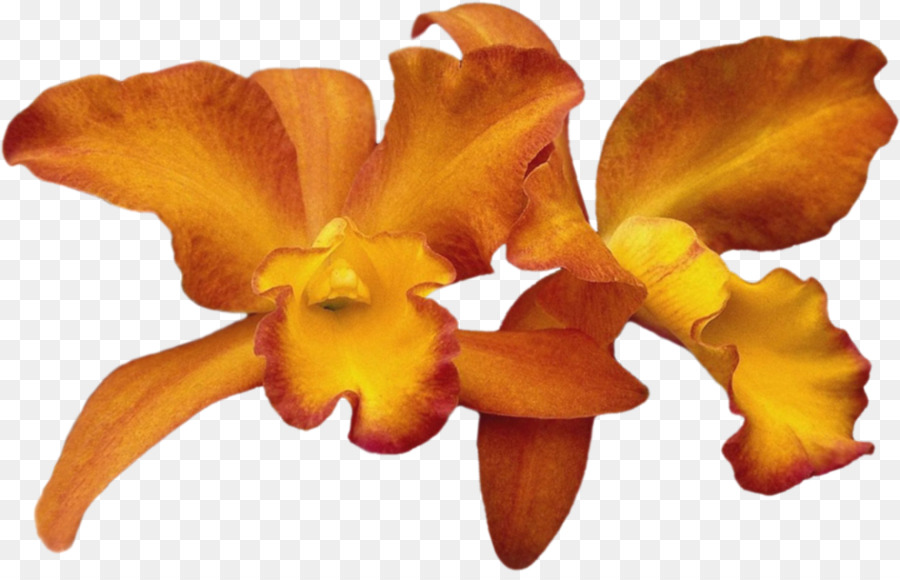 Las Orquídeas Cattleya，Las Orquídeas PNG