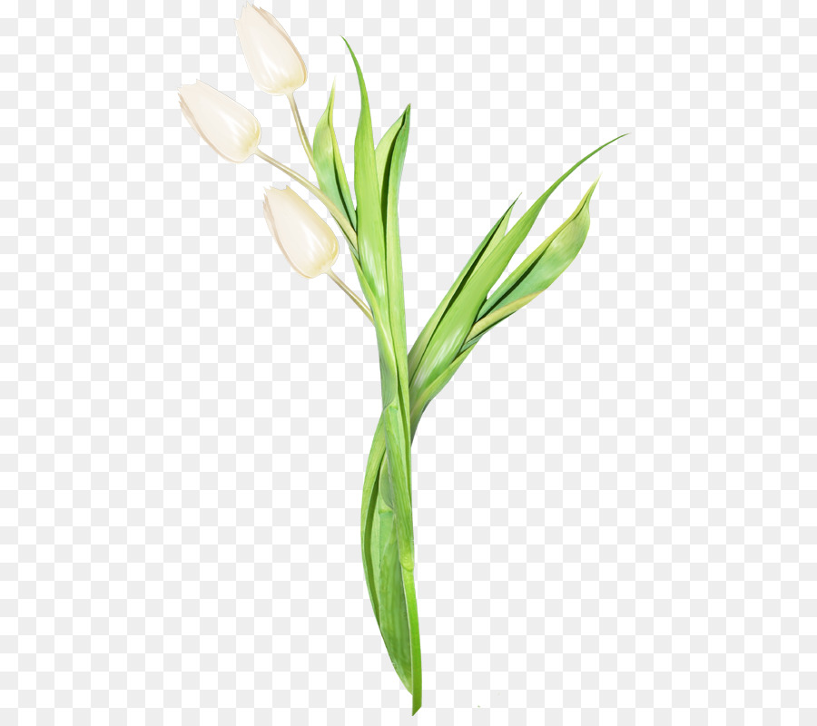 Tulip，Flor PNG