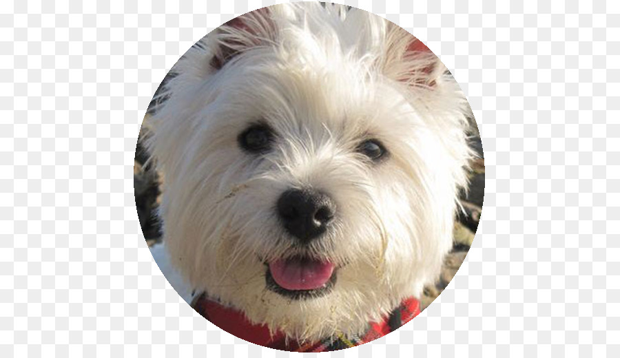 West Highland White Terrier，Dandie Dinmont Terrier PNG