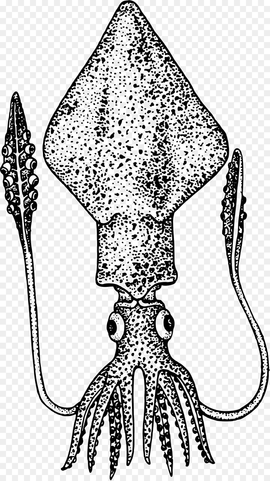 Los Cefalópodos，Miniatura PNG