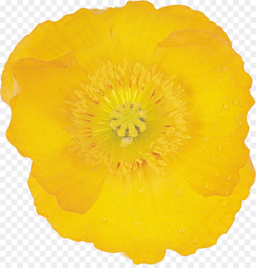 Flor，Las Imágenes De Google PNG