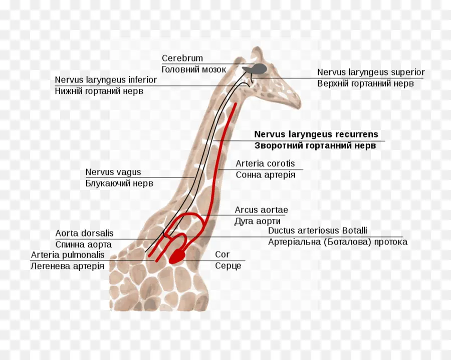 Anatomía De La Jirafa，Sistema Nervioso PNG