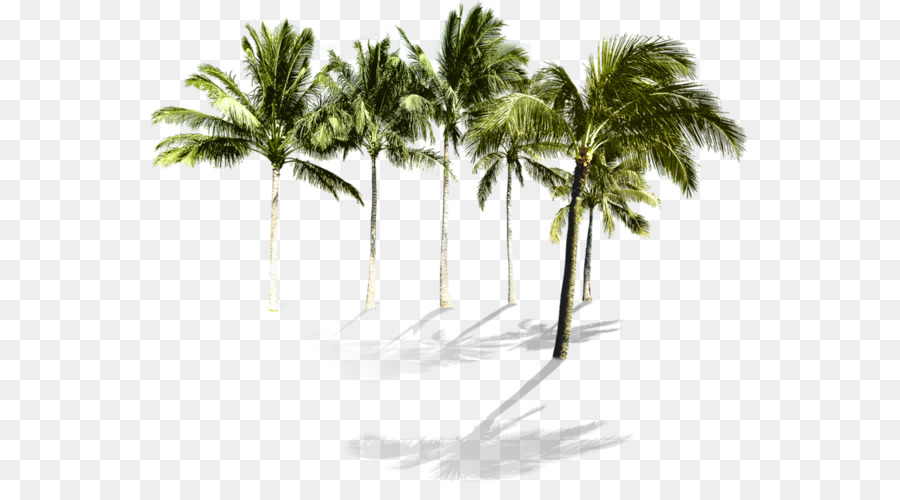 Coco，Arecaceae PNG