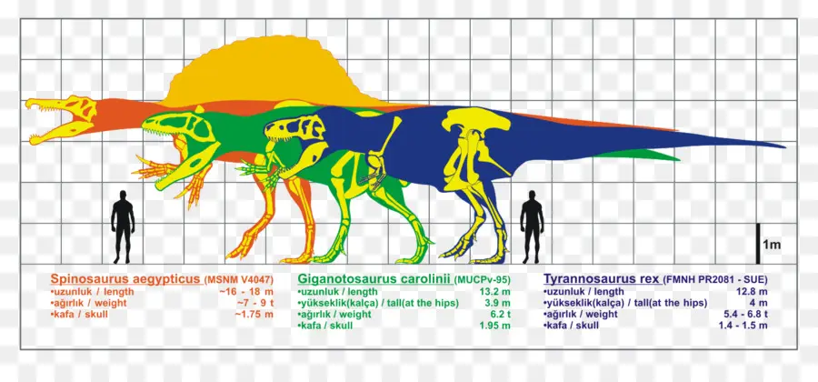 Gigantosauro，Spinosaurus PNG