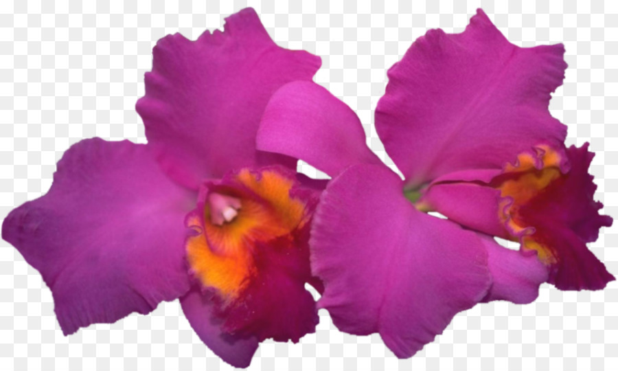 Cattleya Labiata，Las Orquídeas PNG