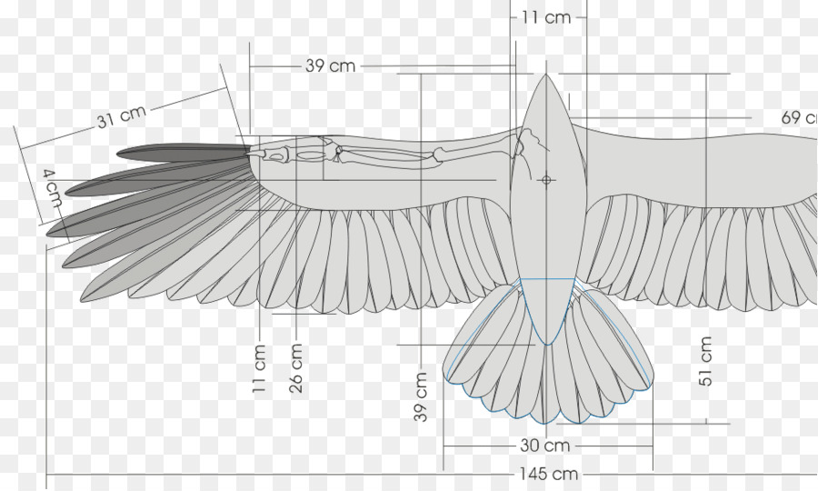 Pájaro，Ala PNG