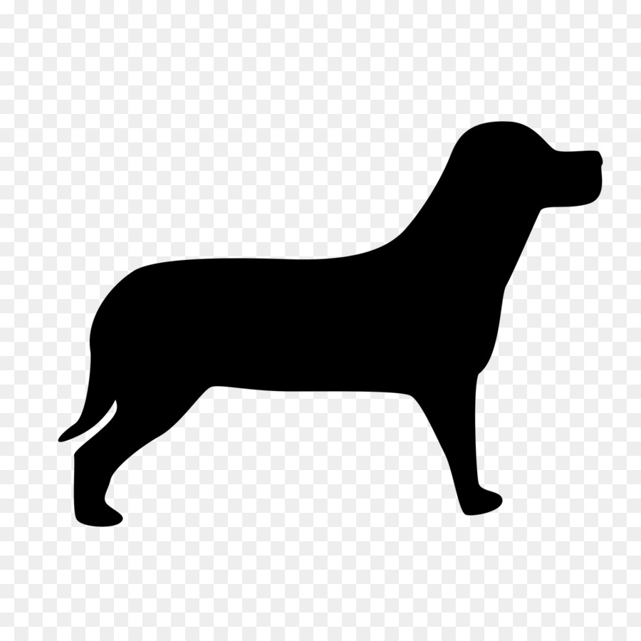 Caniche，Welsh Terrier PNG