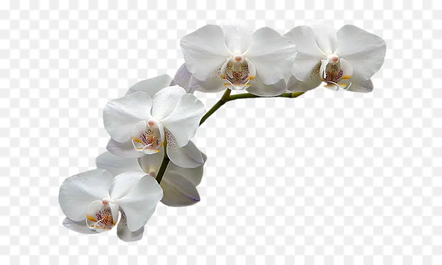 La Polilla De Las Orquídeas，Las Orquídeas PNG