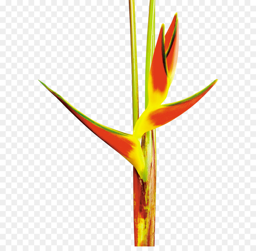 Flor De Heliconia，Tropical PNG