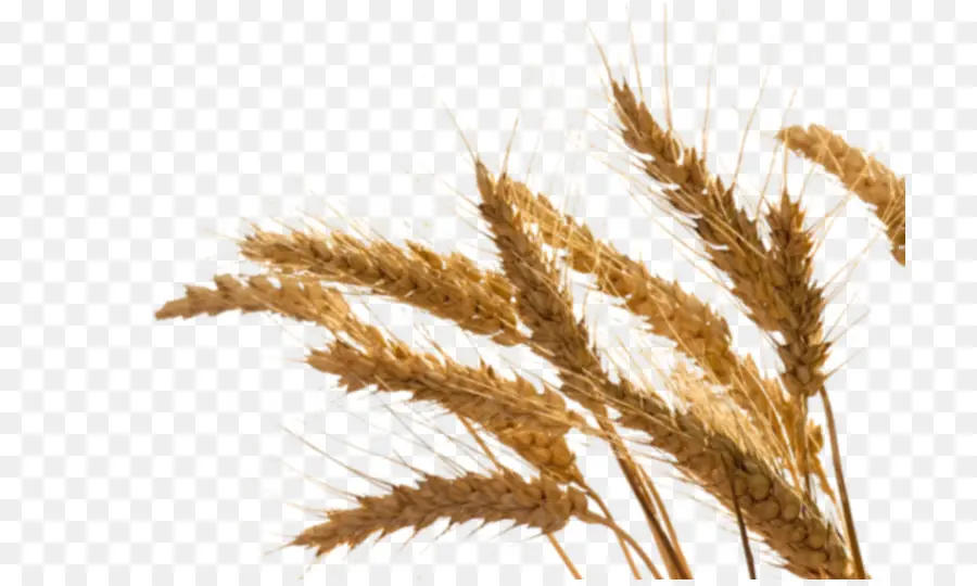 Trigo，Grano PNG