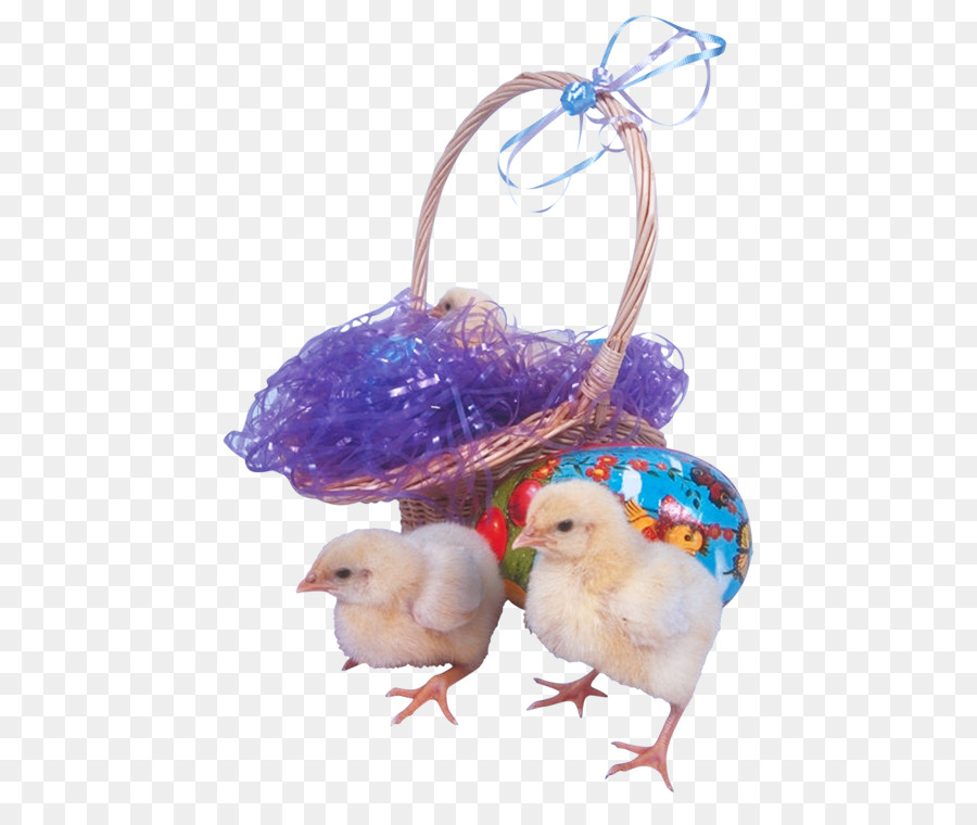 Conejito De Pascua，Pascua PNG