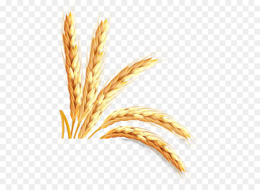 Trigo，Grano PNG