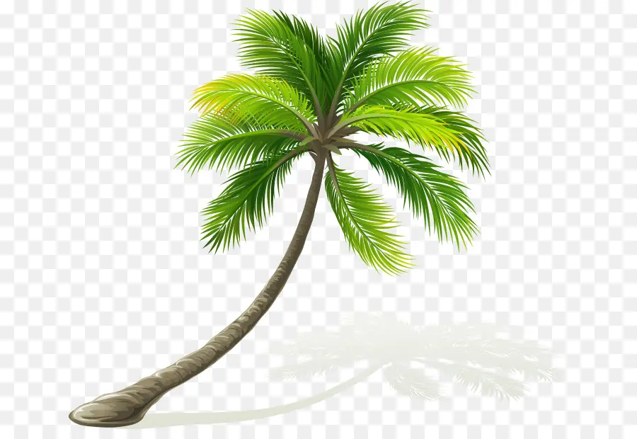 Palmera，Playa PNG