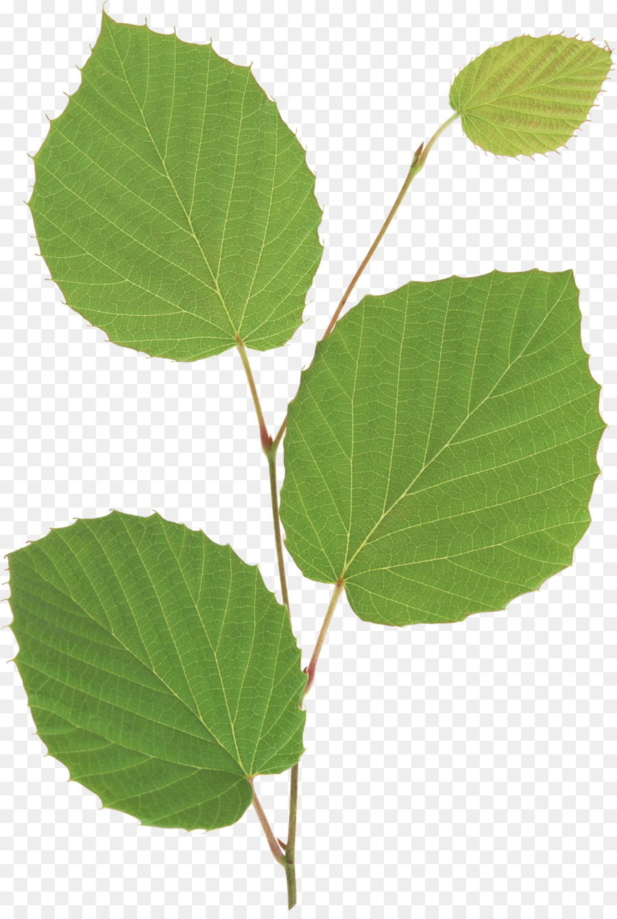 Hoja，Las Plántulas PNG