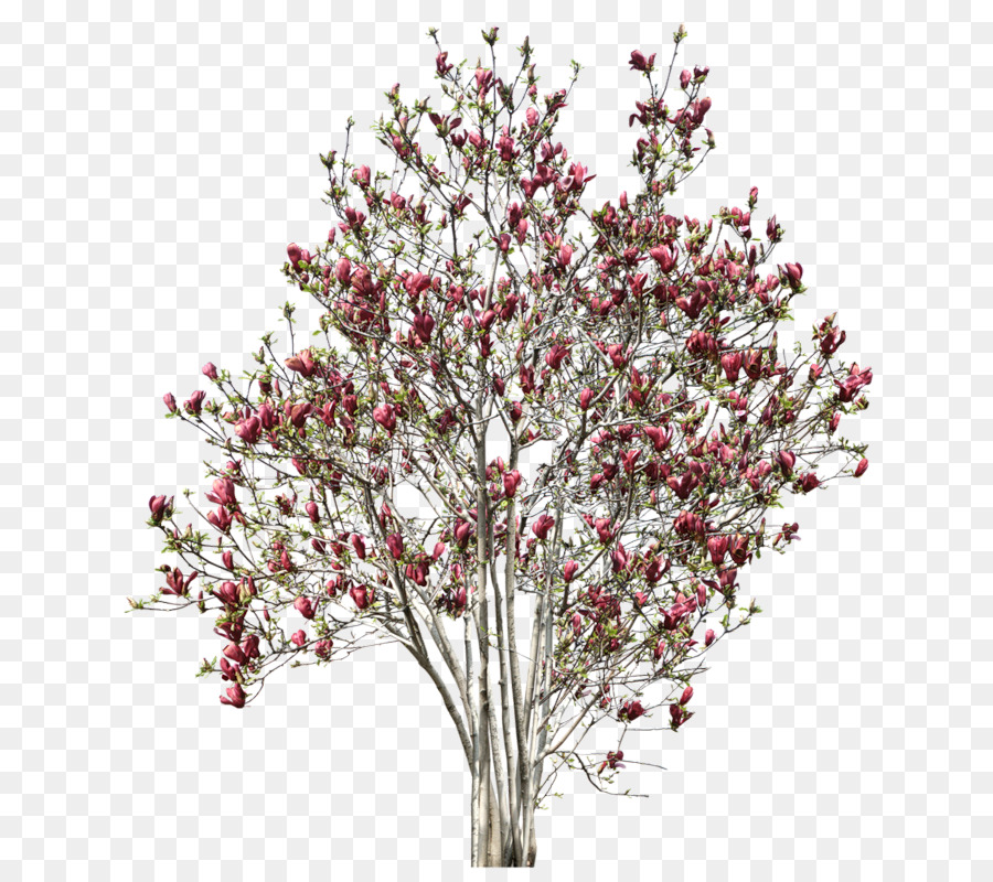 árbol，Ramita PNG