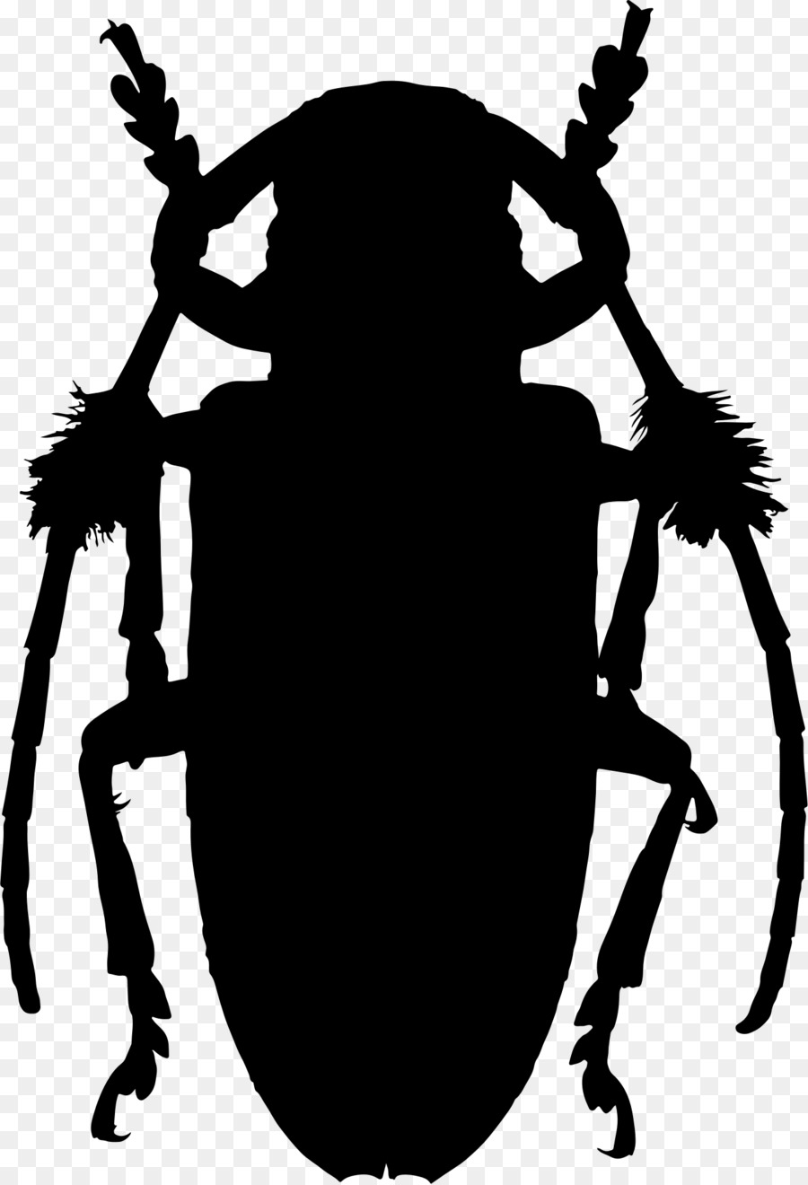 Insecto，Bicho PNG