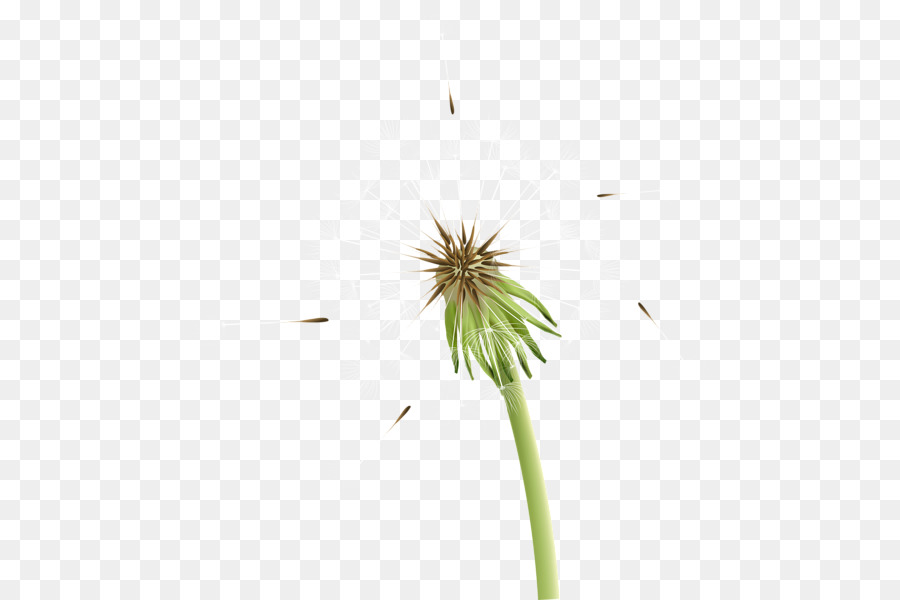 Diente De León，Flor PNG