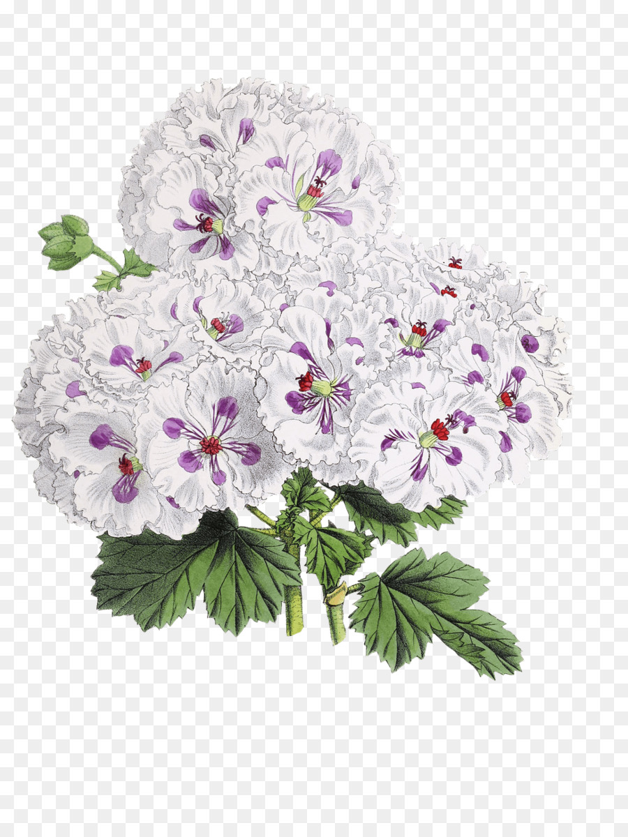 Flor，Etsy PNG