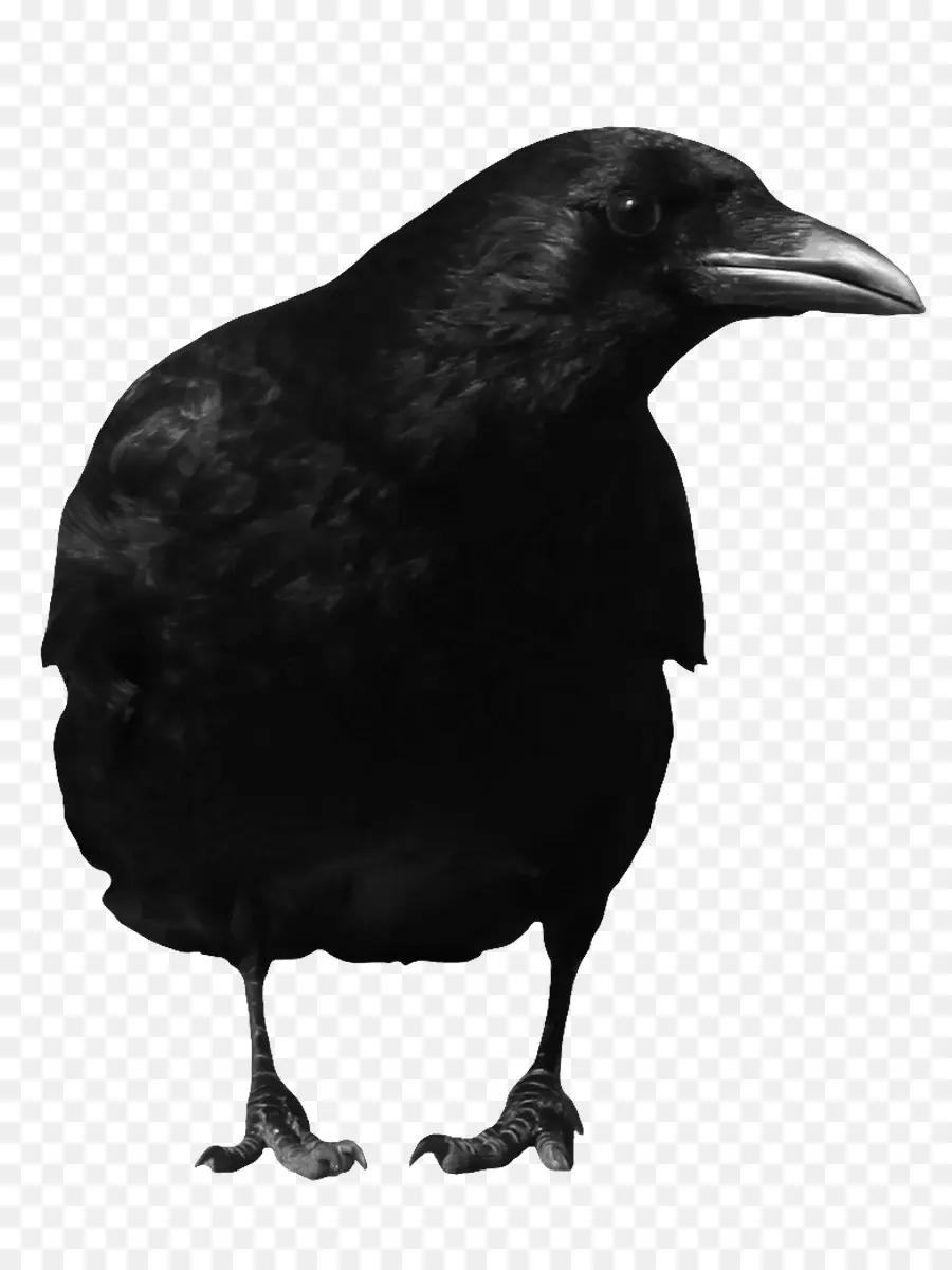 Cuervo Americano，Raven Común PNG