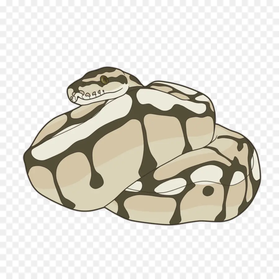 La Serpiente，Bola De Python PNG