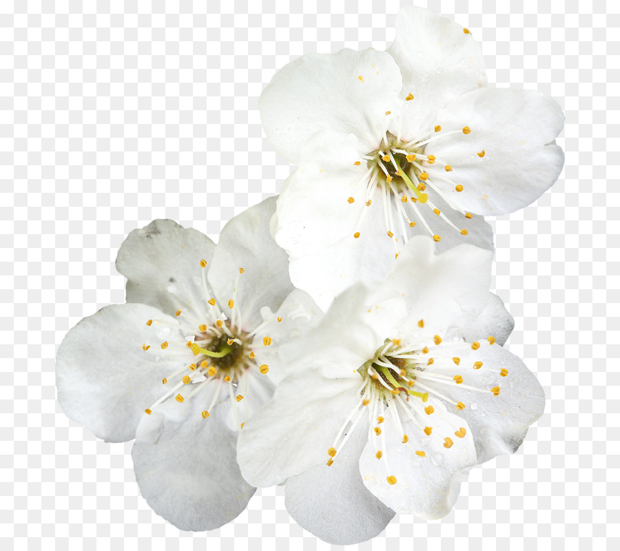 Flores Blancas，Florecer PNG