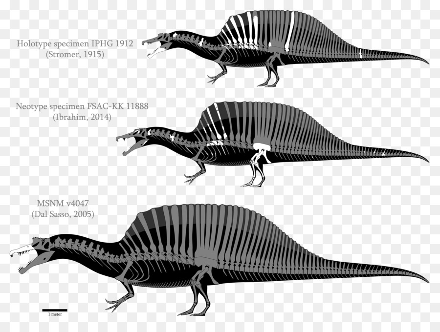 Spinosaurus，Tyrannosaurus PNG