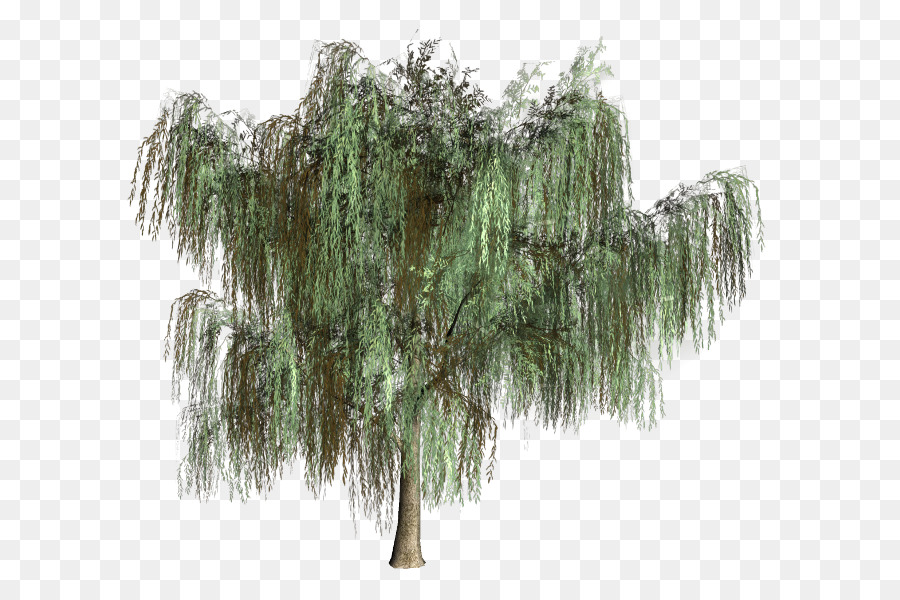 Willow，árbol PNG