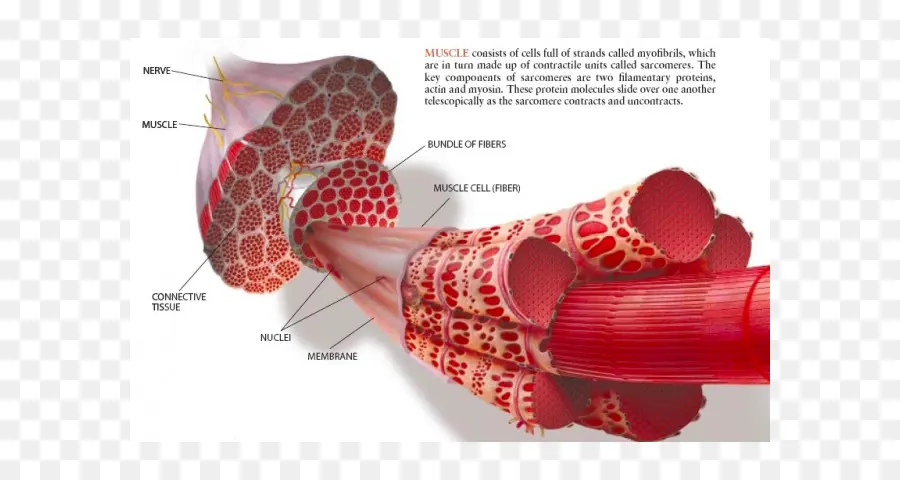 El Músculo Esquelético，Músculo PNG