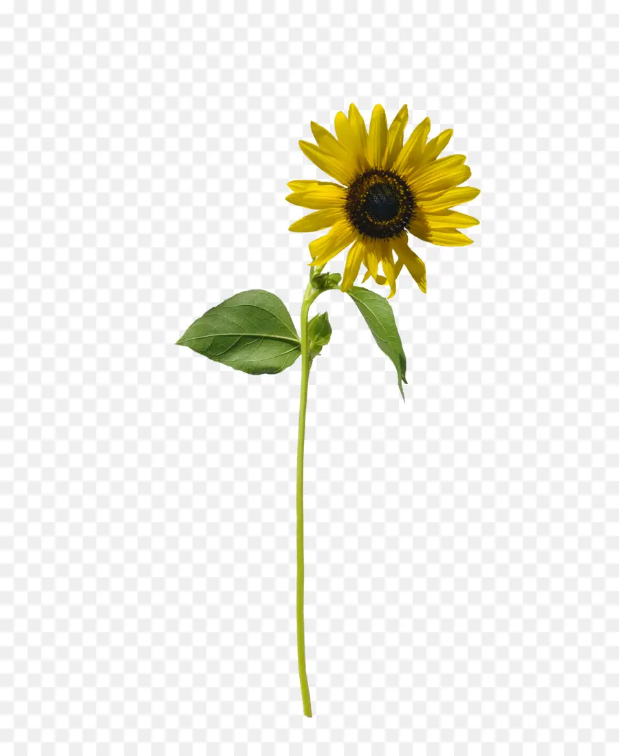 Girasoles，Amarillo PNG