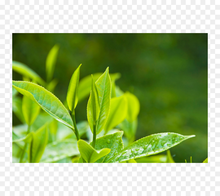 Hojas Verdes，Planta PNG