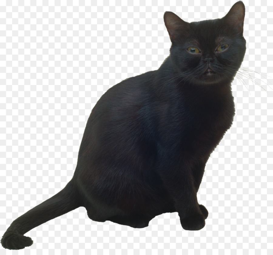 Gato Negro，Mascota PNG