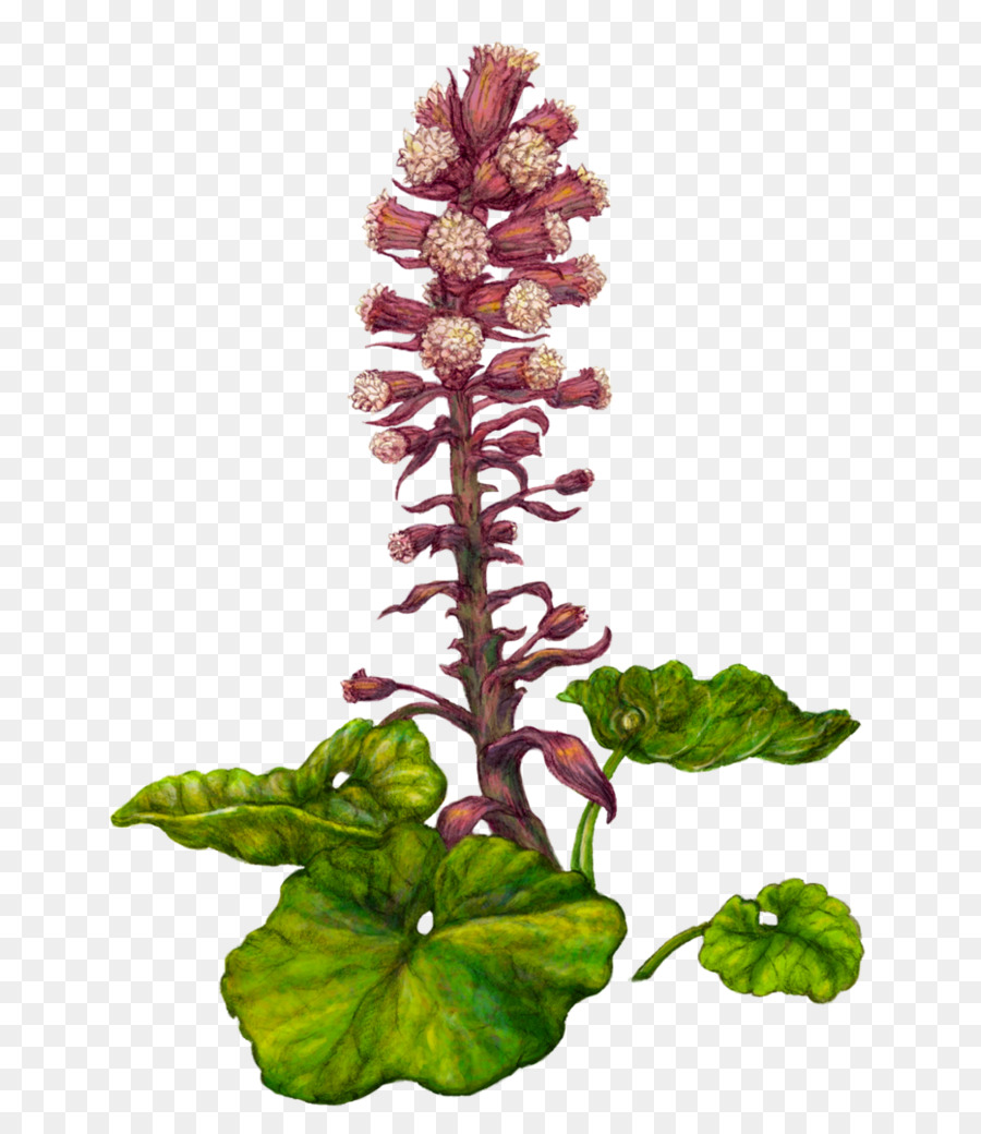 Fuki，Petasites Híbrido PNG