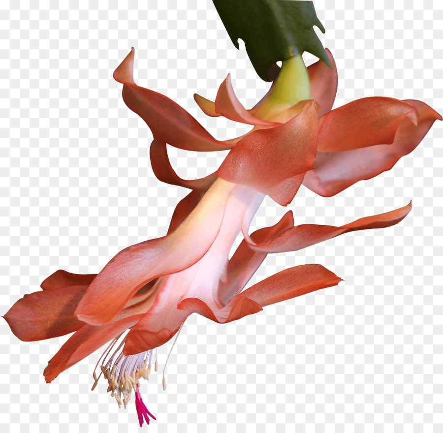 Camiseta，Cactaceae PNG