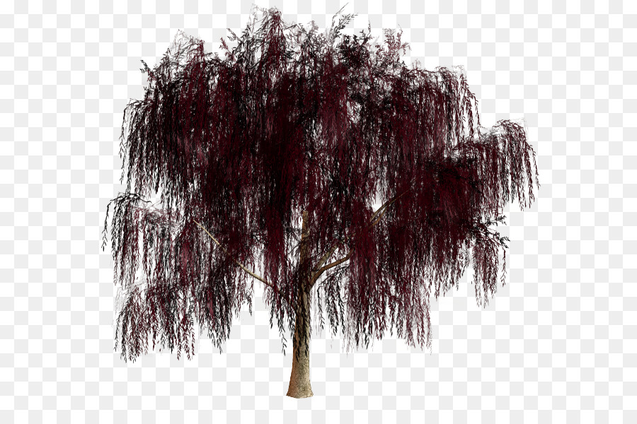 Árbol，Sauce PNG