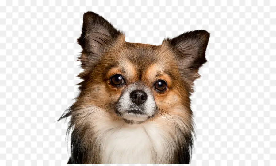 Perro，Lindo PNG