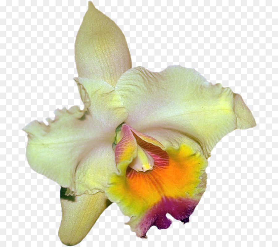 Orquídea Amarilla，Pétalos PNG